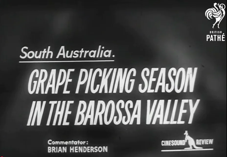 Grape Harvest (1962)