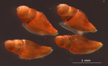 New venom discovery from deadly cone snails