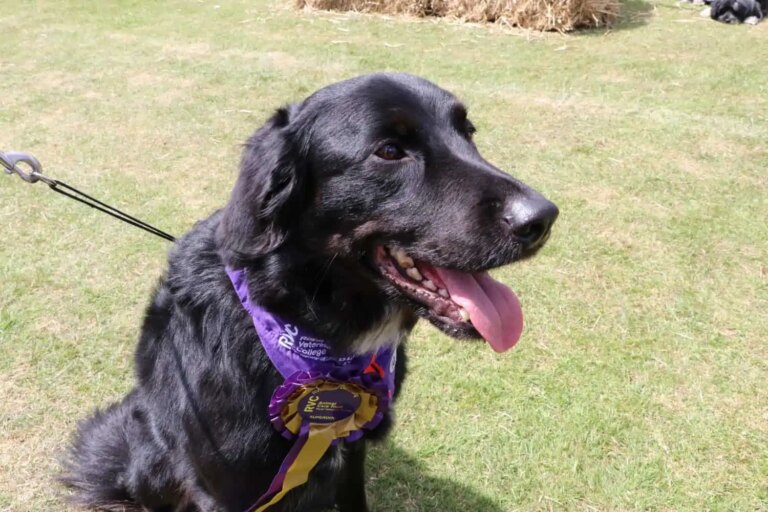 World blood donor day:  Giving pets a new leash of life