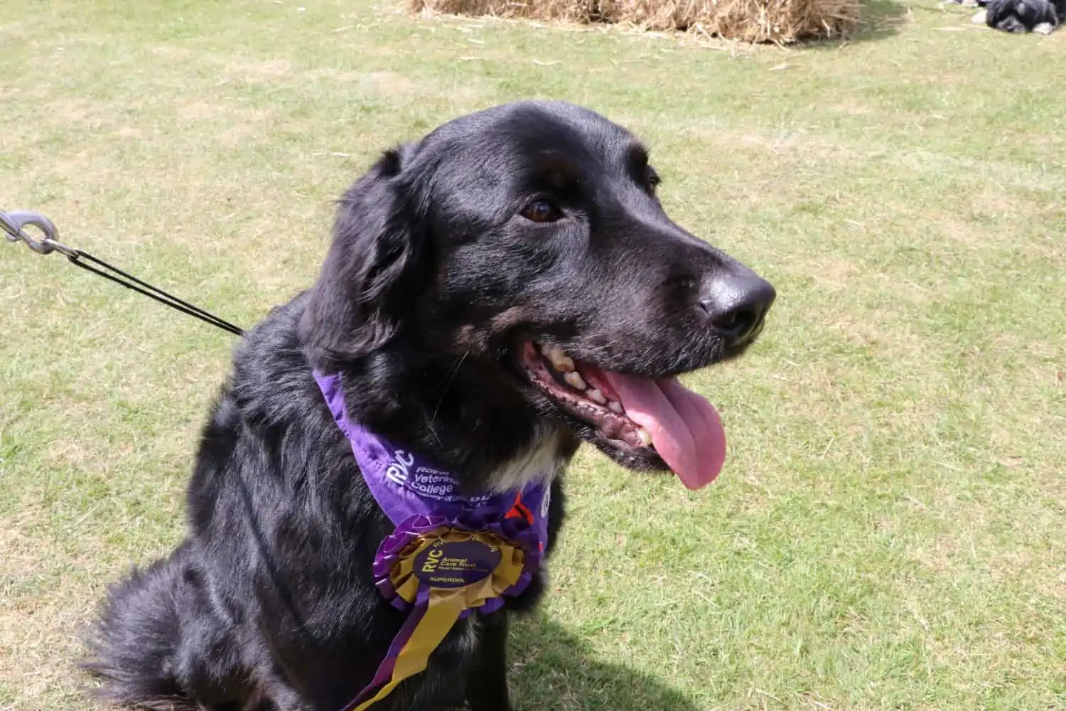 World blood donor day: Giving pets a new leash of life donor