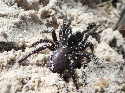 Spider venom drug start up success