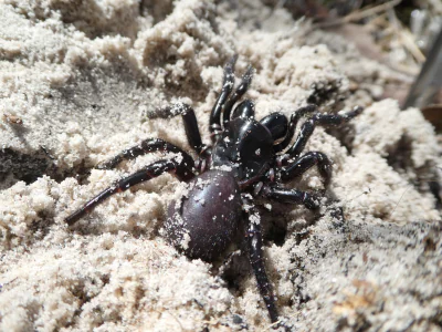 Spider venom drug start up success
