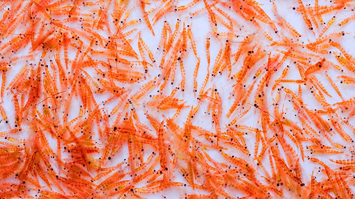 Krill has a limit