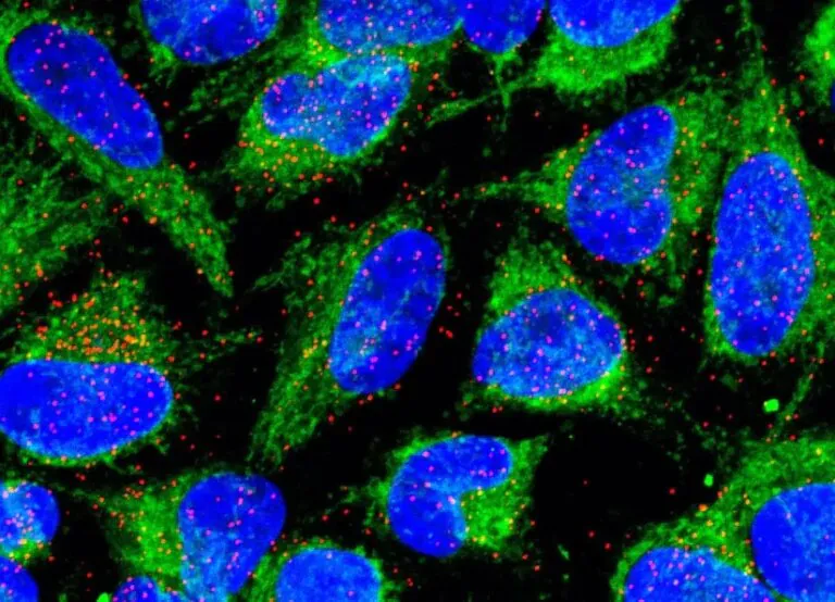 The antibacterial superhero inside our cells