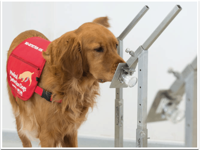 COVID-19 detection dogs in training