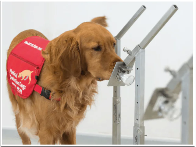 COVID-19 detection dogs in training Covid-19 Detection Dogs