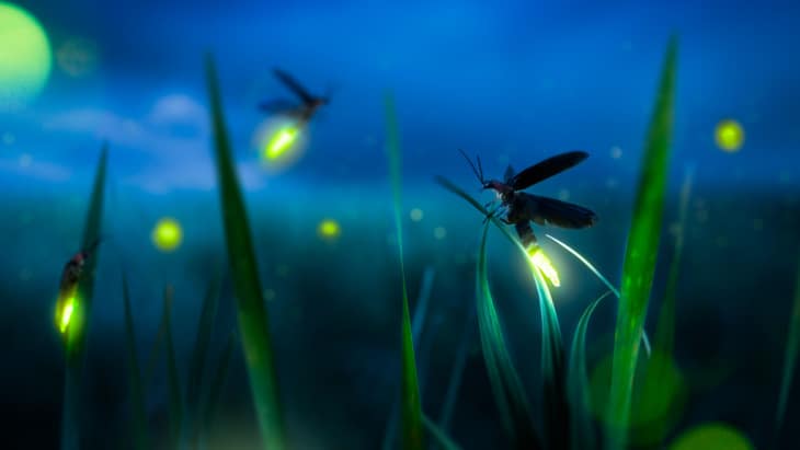 Synthetic firefly’s glow lights new path to disease detection
