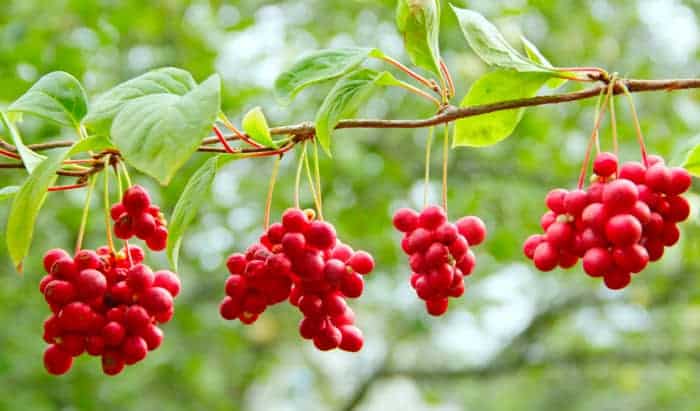 Natural compound promising new alternative treatment for colon cancer