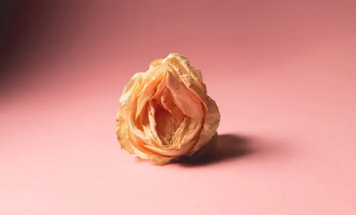Menopausal Sexual Health
