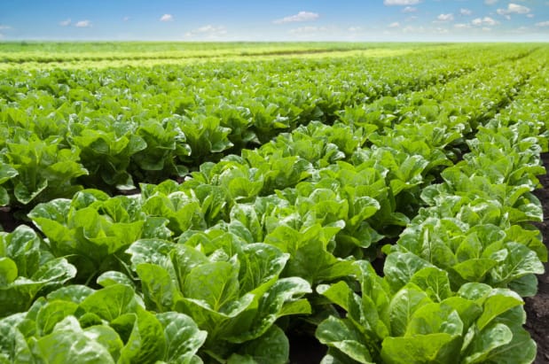 Nanoplastics can move up the food chain