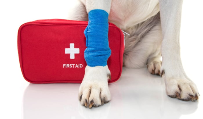 Urgent Help Needed:  First aid for dogs