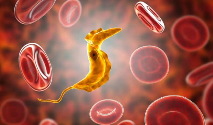 Parasites: Potent new compound discovery has breakthrough potential for certain diseases