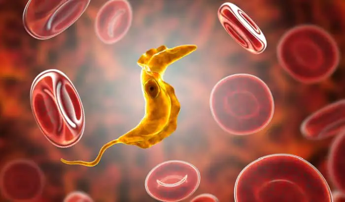 Parasites: Potent new compound discovery has breakthrough potential for certain diseases