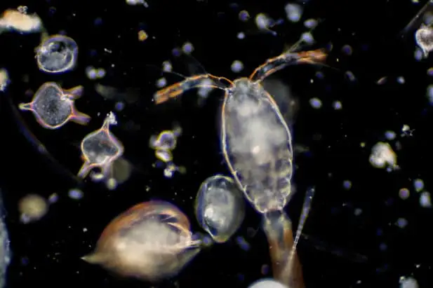 Zooplankton inspire marine robots