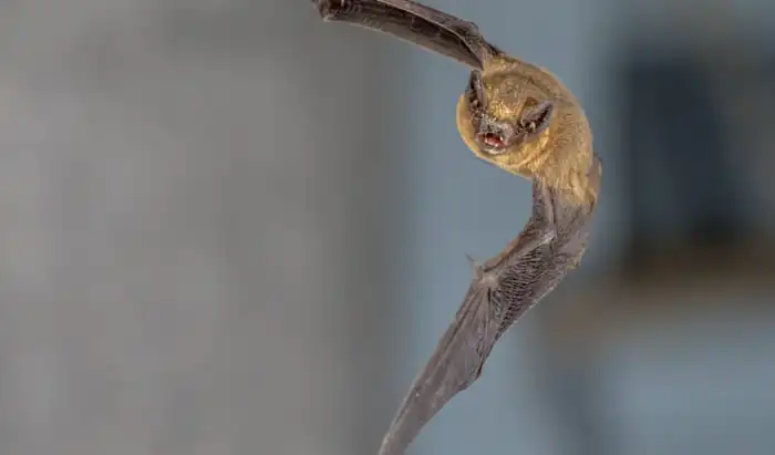 Monitoring British bats can help identify coronaviruses bats