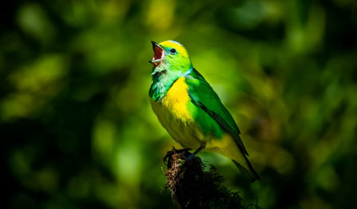 Do sounds of nature improve wellbeing of care home residents