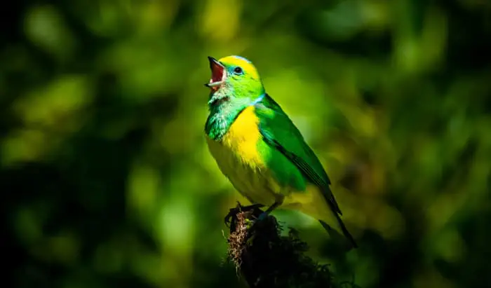 Do sounds of nature improve wellbeing of care home residents