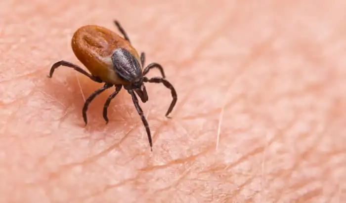 Ticks weaken skin’s immune response