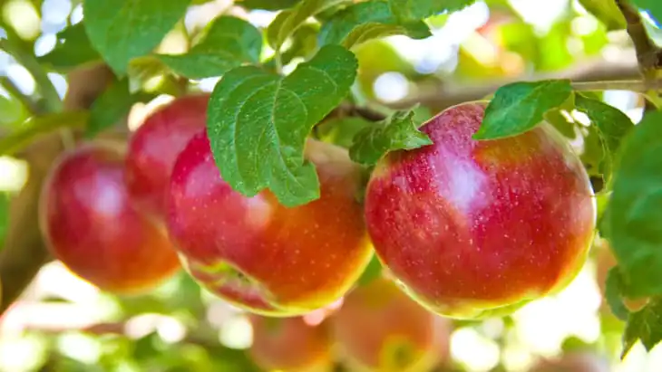 Volunteers wanted for Scottish fruit study