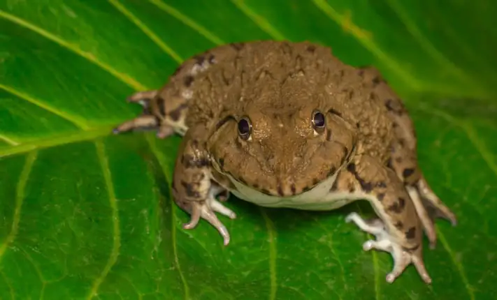 Frogs could spawn a new treatment for type 2 diabetes spawn