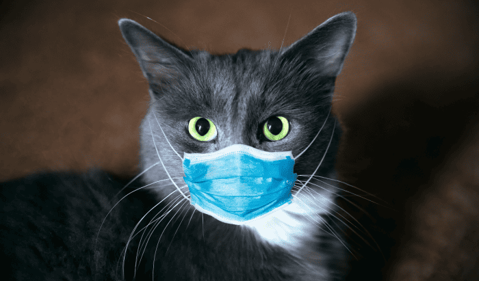 Cats & Covid