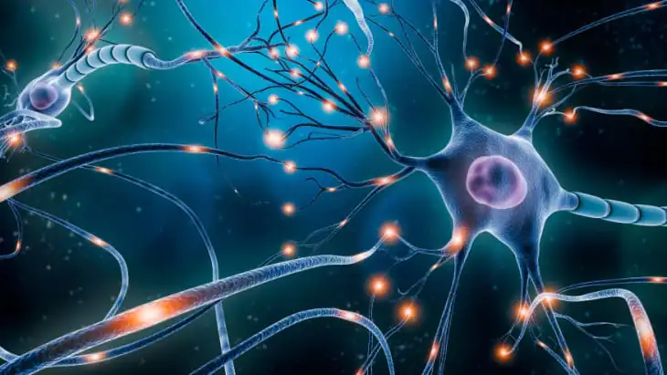 Neuronal back-up system discovered brain