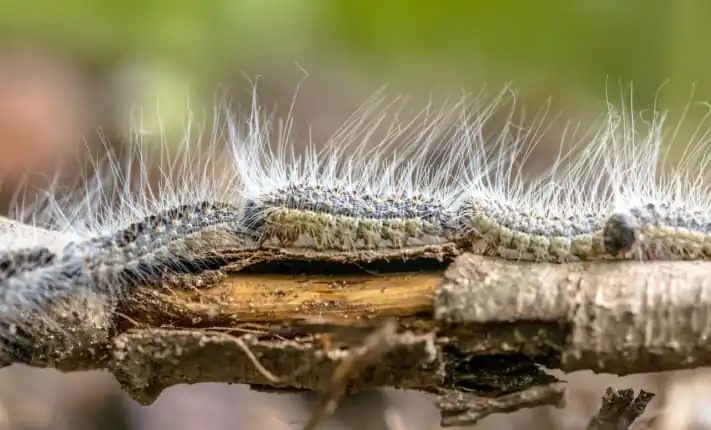 The life threatening dangers of Oak Processionary Moths Oak Processionary Moths