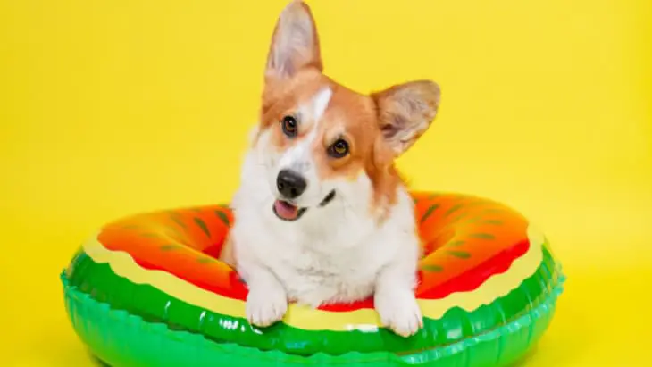 Heat exhaustion in dogs heat