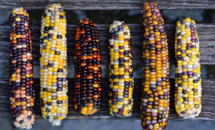 Genetic Variation Influences Gene Regulatory Actions