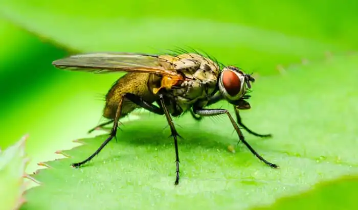 Two genes of the germline are essential for the development of brain tumours in Drosophila