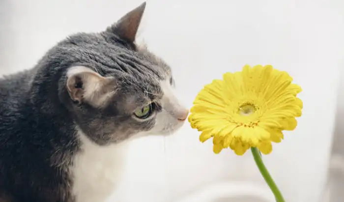 Keeping your flower arrangements feline-friendly flower