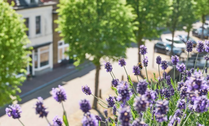 Climate change causes longer pollen seasons in capital cities longer pollen seasons