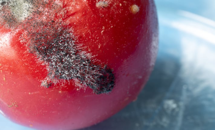 Aspergillus fumigatus: Unveiling Disease Mechanisms