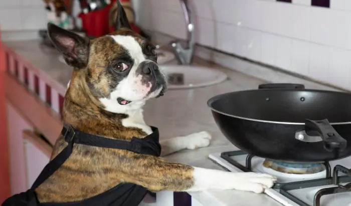 How to care for your dog after a burn or scald burn or scald