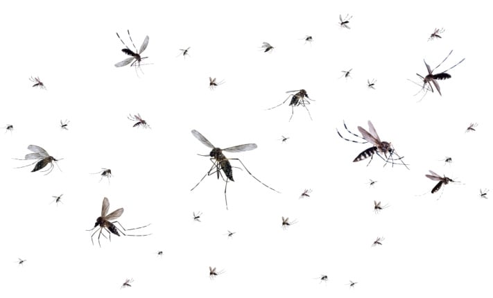 WHO’s annual malaria report spotlights the growing threat of climate change