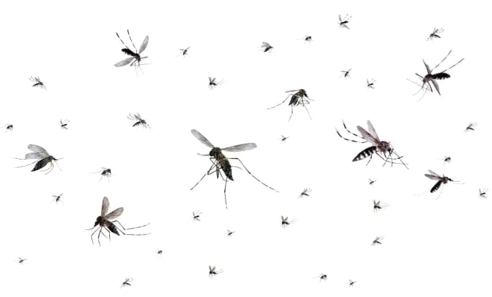 WHO’s annual malaria report spotlights the growing threat of climate change