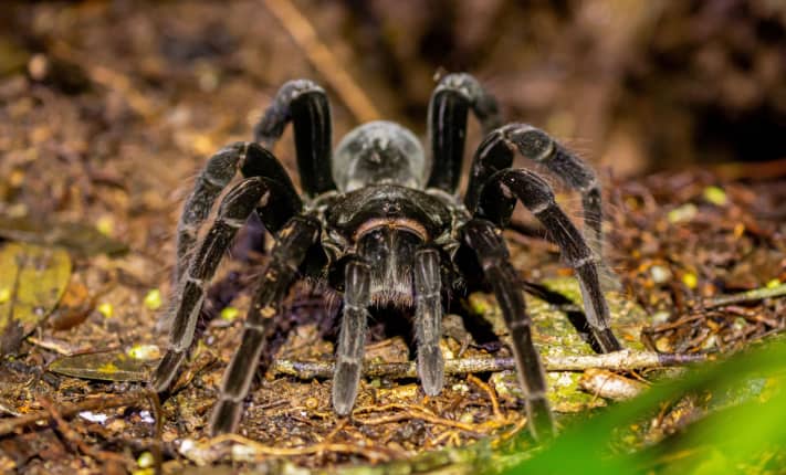 Spider venom for MND research receives funding