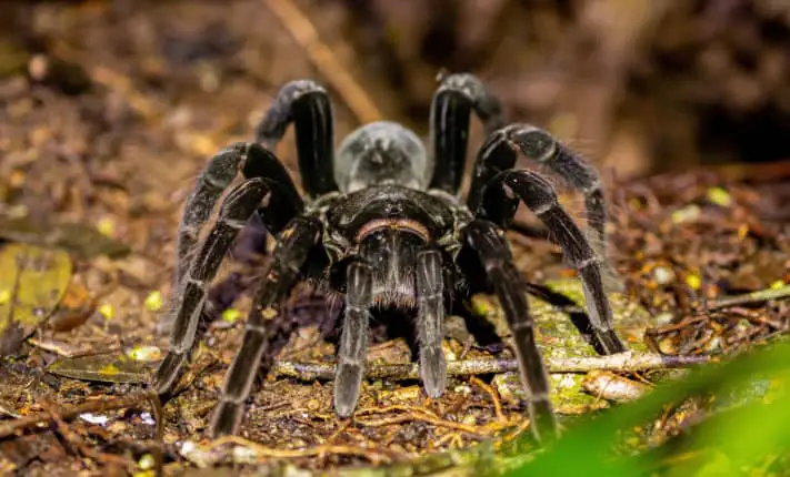 Spider venom for MND research receives funding spider venom