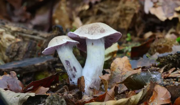 Medicine extracted from poisonous mushrooms tested against kidney cancer