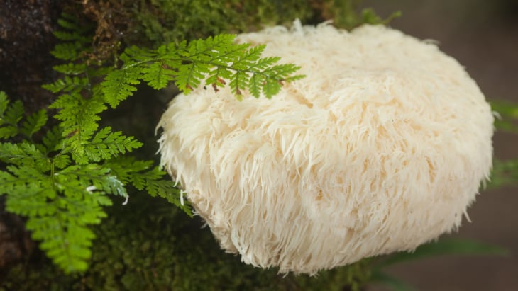 Mushrooms magnify memory by boosting nerve growth