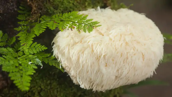Mushrooms magnify memory by boosting nerve growth
