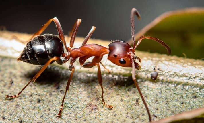electrical sting