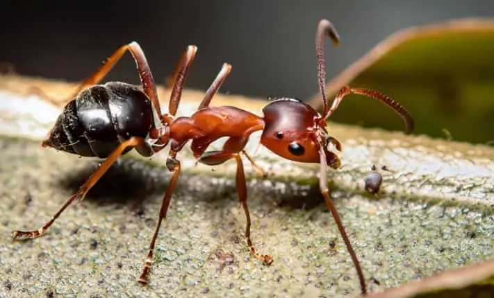Plugging into pain: ant toxin causes electrical sting electrical sting