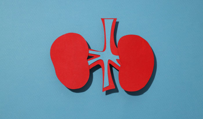 Kidney transplantation: New therapy proven effective