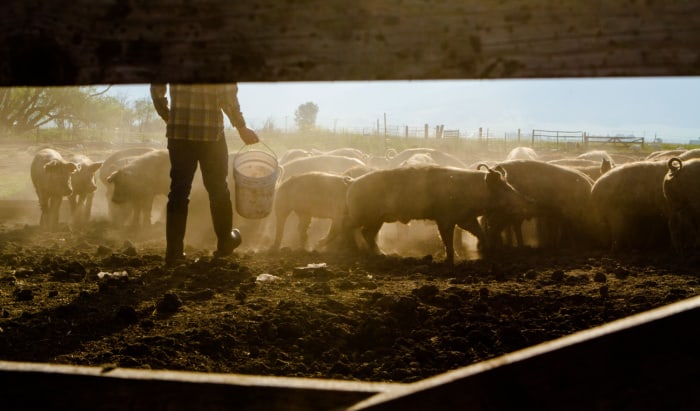 Mental health in farming – who cares?