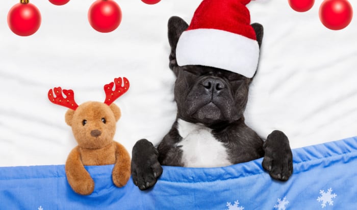 Top 7 Christmas foods you should never give your dog