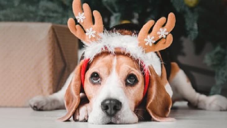 How to have a pet-friendly Christmas