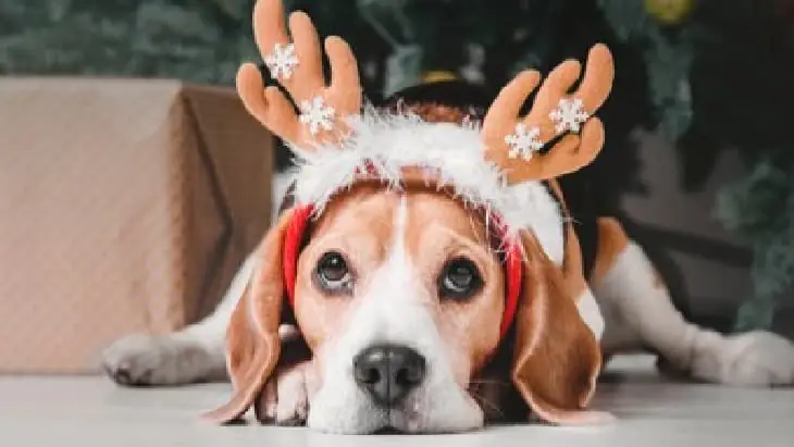 How to have a pet-friendly Christmas as pet-friendly