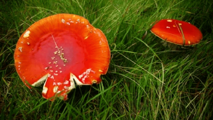 Metal shows its steel against fungal infections