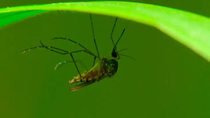 Mathematical modelling fighting malaria